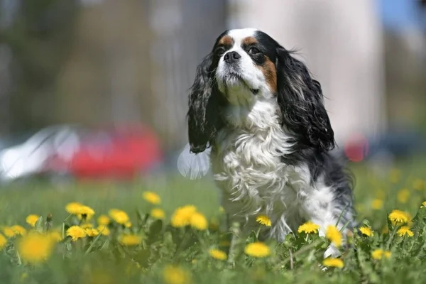 Cavalier King Charles Spaniel Dog Grass — Stock Photo, Image