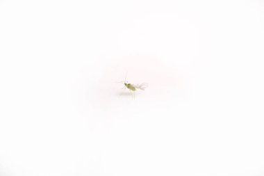 Yaprak bitinin gündüz yakın görüntüsü