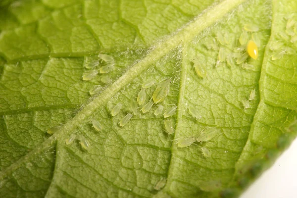 Insect Pests Aphid Plant — Stockfoto