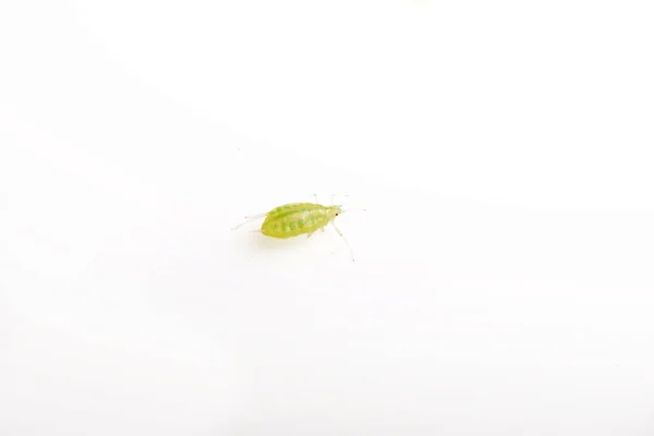Closeup View Aphid Daytime — 图库照片