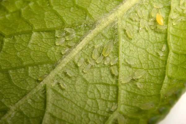 Insect Pests Aphid Plant — ストック写真