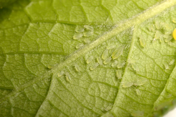 Insect Pests Aphid Plant — Stock fotografie
