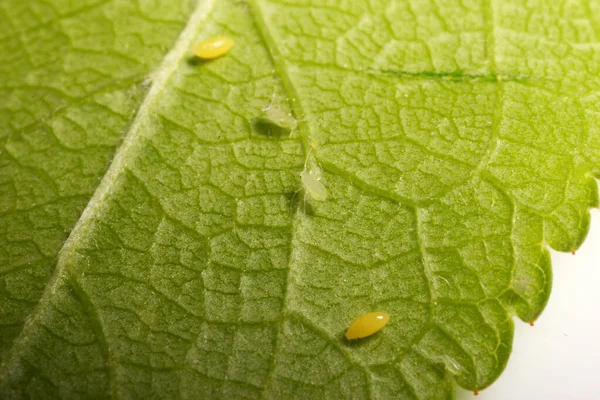 Insect Pests Aphid Plant —  Fotos de Stock