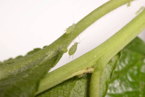 Insect Pests Aphid Plant — ストック写真