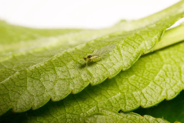 Primer Plano Saltamontes Verde Una Hoja —  Fotos de Stock