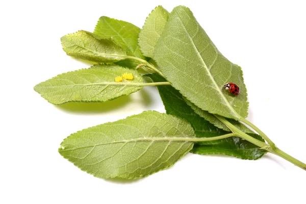 Raspberry Leaf Isolated White Background — Stock Photo, Image