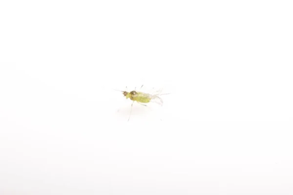 Closeup View Aphid Daytime — Photo