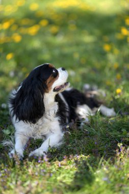 Süvari Kralı Charles Spaniel. üç renkli.