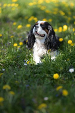 Süvari Kralı Charles Spaniel. üç renkli.