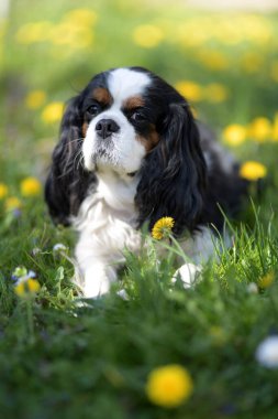 Süvari Kralı Charles Spaniel. üç renkli.