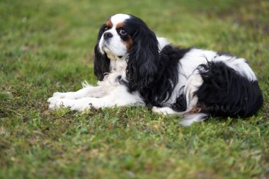 Süvari Kralı Charles Spaniel. üç renkli.