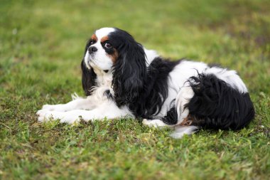 Süvari Kralı Charles Spaniel. üç renkli.