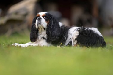 Süvari Kralı Charles Spaniel. üç renkli.