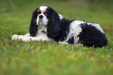 Süvari Kralı Charles Spaniel. üç renkli.
