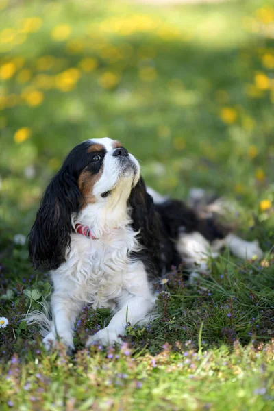 Cavalier King Charles Spaniel Tricolore — Foto Stock