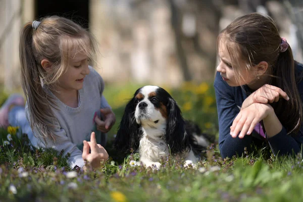 Κορίτσια Σκύλο Τους Στο Πάρκο — Φωτογραφία Αρχείου