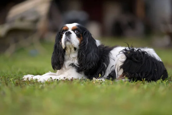 Król Kawalerii Charles Spaniel Trójbarwny — Zdjęcie stockowe