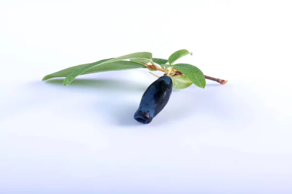 Blue Honeysuckle Lonicera Caerulea Var Edulis Known Also Honeyberry Blue — Stock Photo, Image