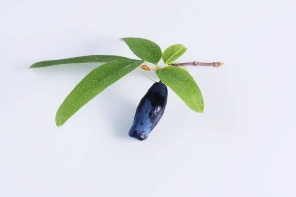 Blue Honeysuckle Lonicera Caerulea Var Edulis Known Also Honeyberry Blue — Stock Photo, Image