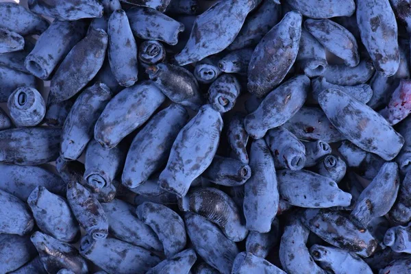 Caprifoglio Azzurro Lonicera Caerulea Var Edulis Conosciuto Anche Come Honeyberry — Foto Stock