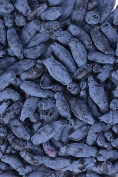 Μπλε Αγιόκλημα Lonicera Caerulea Var Εδουλίτιδα Γνωστό Και Honeyberry Blue — Φωτογραφία Αρχείου