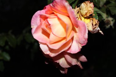 Bir yaz günü çiçekli doğal yeşil arka plan