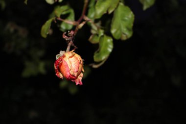 Bir yaz günü çiçekli doğal yeşil arka plan