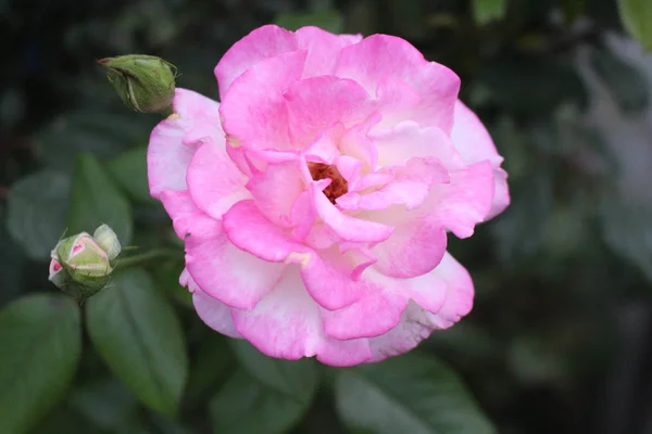 Fiori Primaverili Piante Festa Delle Donne Bellissimo Fiore Rosso Elegante — Foto Stock