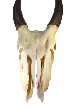 Yetişkin bir erkek Eland kafatası