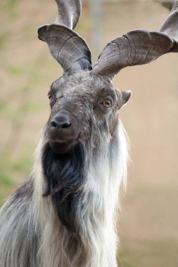 erkek Turkmenian markhor