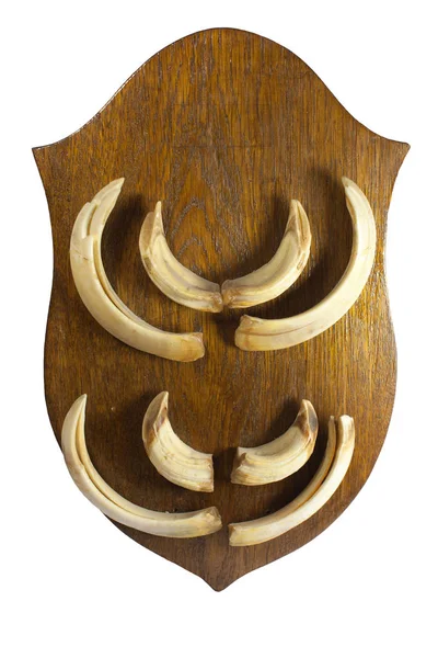  bir erkek yaban domuzu dişleri