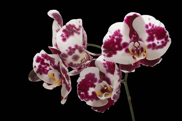 Orchidée pourpre fleur — Photo