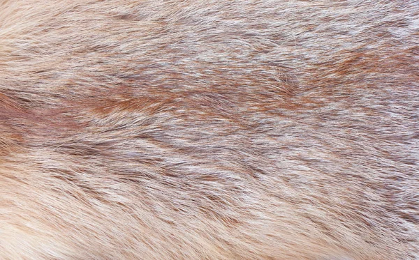 Fourrure du renard roux — Photo