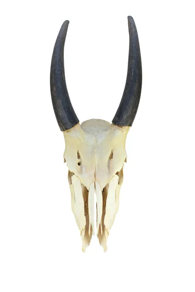 yetişkin erkek Eland