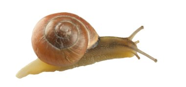Orman salyangoz, Cepaea nemoralis