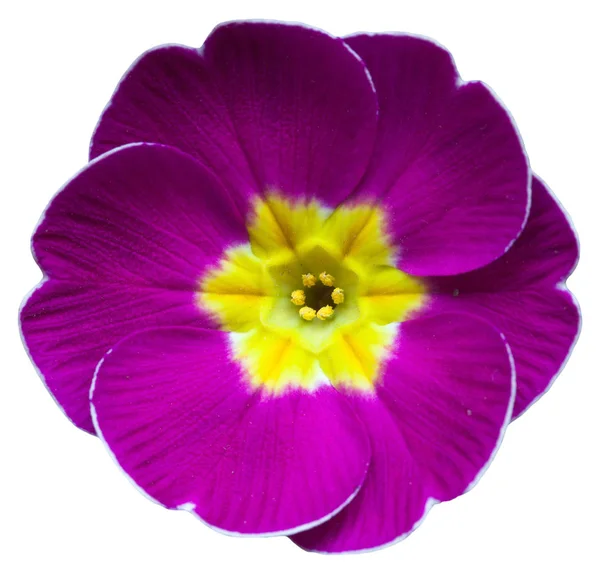 Mor Menekşe çuha çiçeği Primula