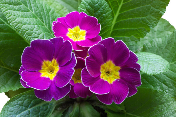 фиолетовый фиолетовый примула
