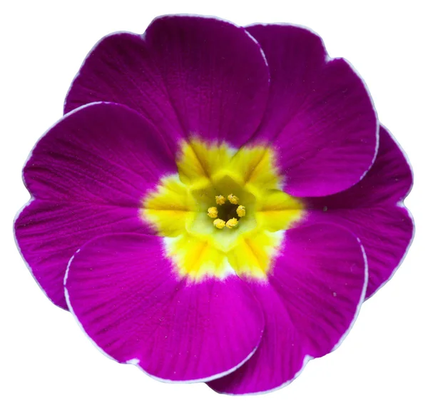 Βιολετί μοβ primrose Primula Φωτογραφία Αρχείου