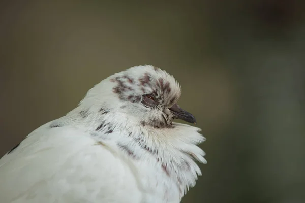 Pombo-da-rocha (Columba livia domestica ) — Fotografia de Stock