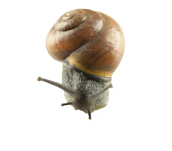 Caracol da floresta, Cepaea nemoralis — Fotografia de Stock