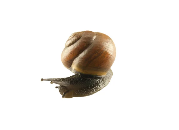 Forest snail, Cepaea nemoralis — Stock Photo, Image