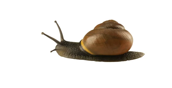 Orman salyangoz, Cepaea nemoralis — Stok fotoğraf