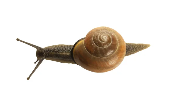 Caracol da floresta, Cepaea nemoralis — Fotografia de Stock