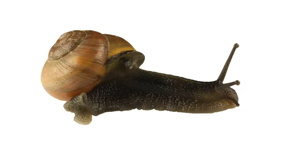 Cepaea 陵水森林蜗牛 — 图库照片