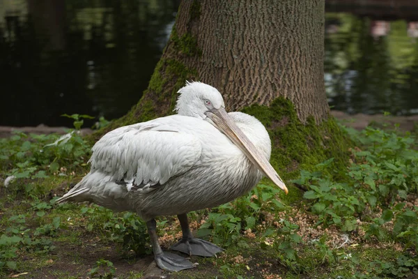 Dalmatiner Pelikan sitzend — Stockfoto