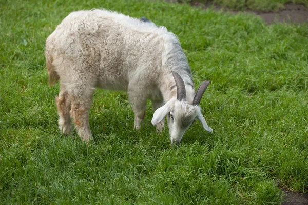 White homemade goat — Stock Photo, Image