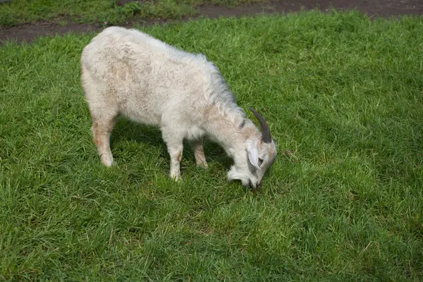 Белая домашняя коза — стоковое фото