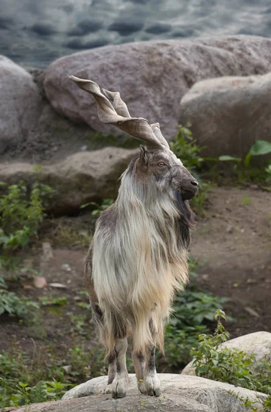 Turkmenian Αρσενικό Markhor Capra Falconeri Heptneri Σταθεί Στα Βράχια — Φωτογραφία Αρχείου