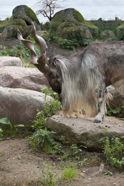 Male Turkmenian Markhor Capra Falconeri Heptneri Stand Rocks — Stock Photo, Image