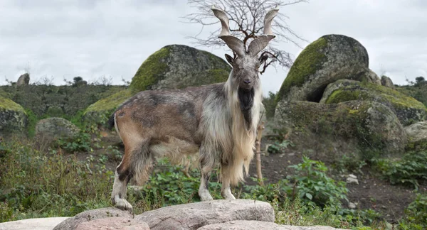 erkek Turkmenian markhor (Capra falconeri heptneri) kayaların üzerinde durmak